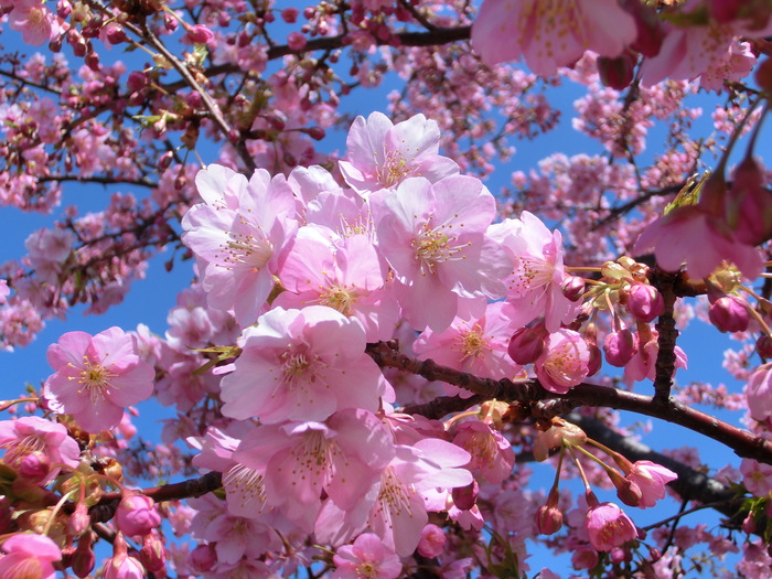 12.03.26 江戸川土手　五分咲きの河津桜 !!_e0240573_22344662.jpg