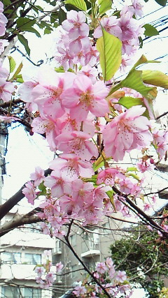 桜_a0128182_1384317.jpg