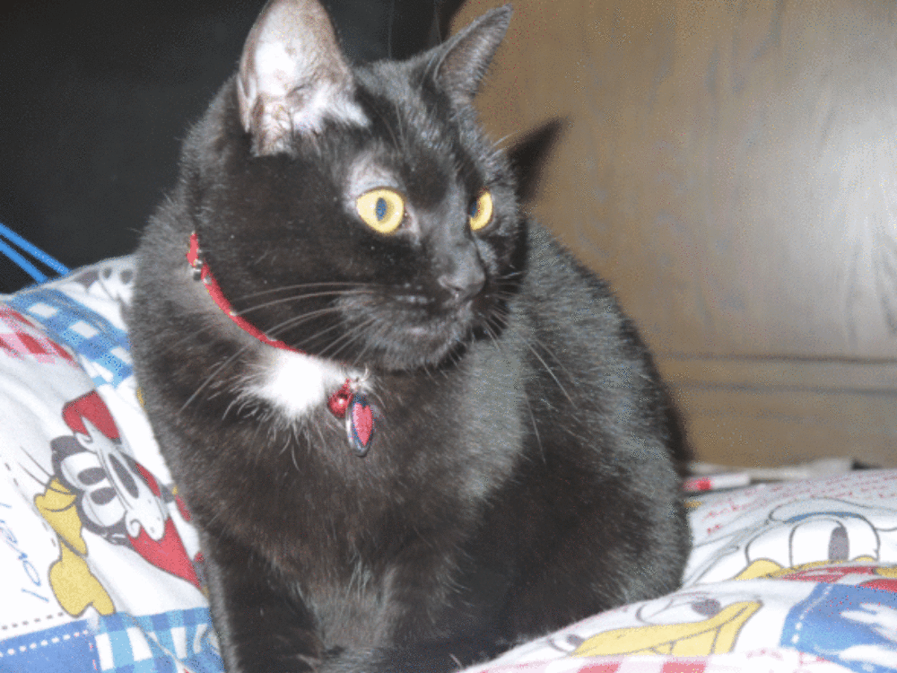 a0216583_11271230.gif