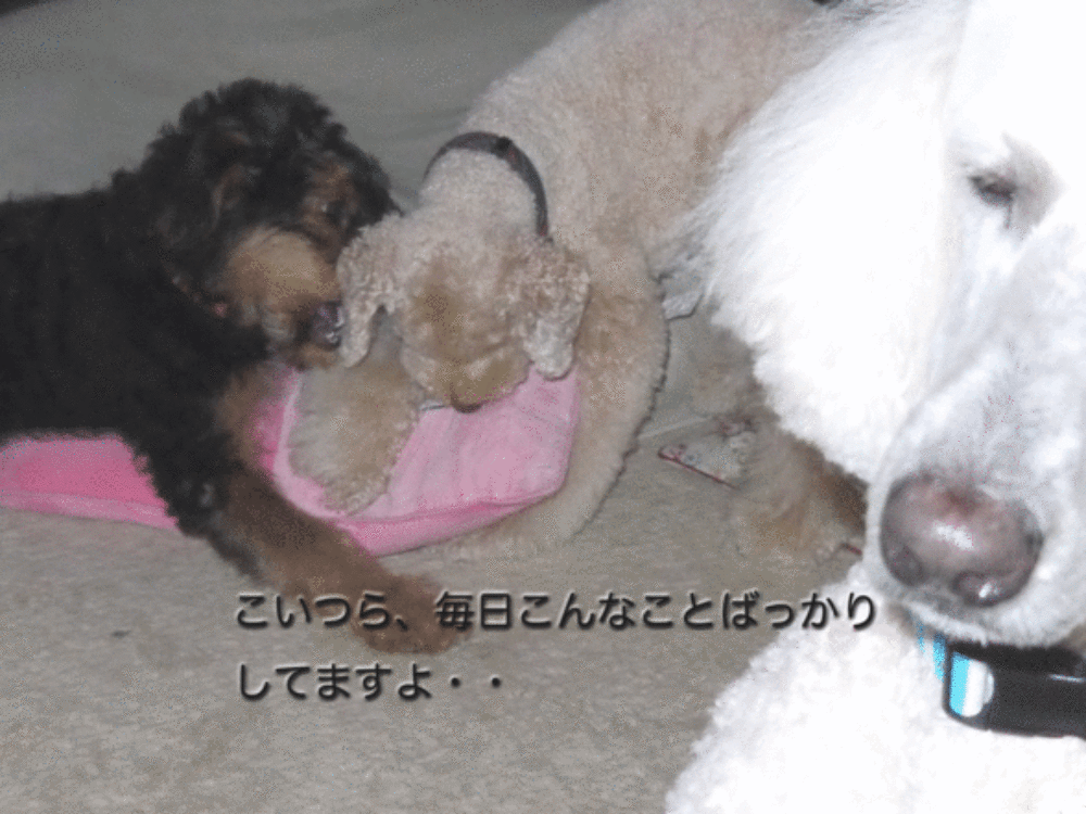 a0216583_401483.gif