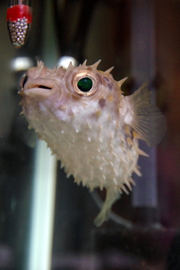 初めての海水魚の飼育 ふき の自己満足