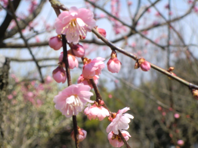 b0044296_20321391.jpg