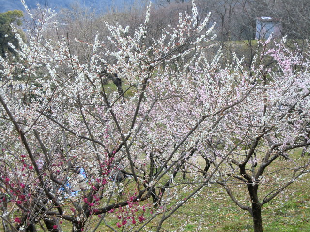 b0044296_20412510.jpg