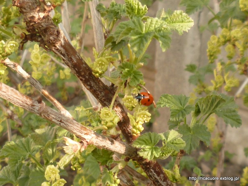 c0240600_419920.jpg