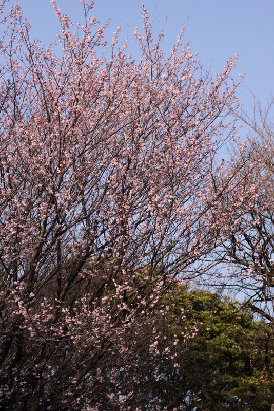 公園のヤマザクラ・・・その２_d0248502_51534.jpg