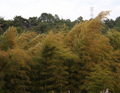 a0123003_12212715.jpg