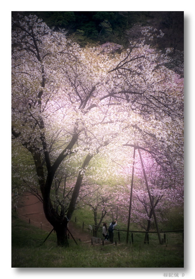 咲待桜 ２ ..._f0071708_11517.jpg