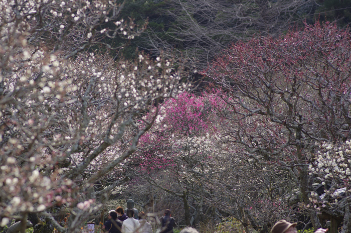 東慶寺の3月　１_b0151409_23186.jpg