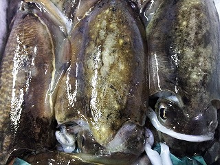 江戸前のスミイカ!_f0157910_16383231.jpg