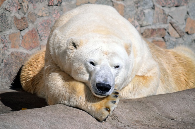 至高のホッキョクグマ、メンシコフとの再会 ～ 来園者を魅了する偉大
