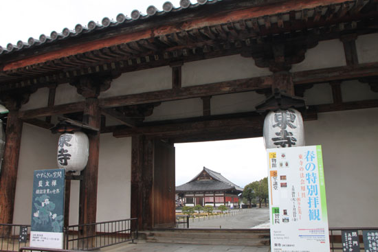 東寺 河津さくら_e0048413_2029305.jpg
