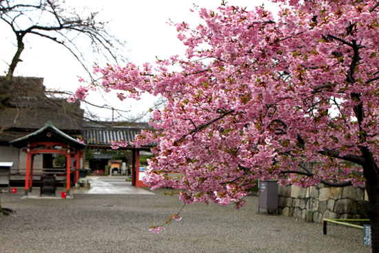 東寺 河津さくら_e0048413_20295397.jpg