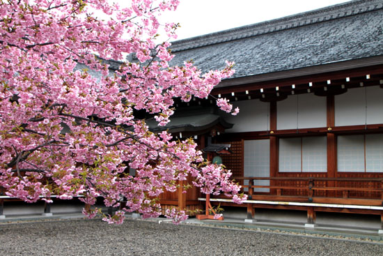 東寺 河津さくら_e0048413_20301034.jpg