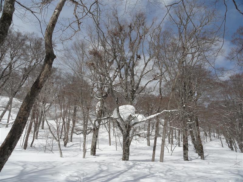 「ブナ平と名残の残雪歩き」(^o^)_a0127015_21553151.jpg