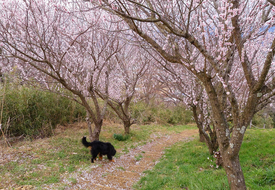 花がいっぱい日守山_d0147315_1093881.jpg