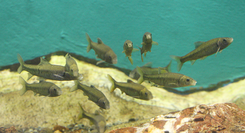 ビワヒガイ Sarcocheilichthys　variegatus microoculus_f0161823_5574422.jpg