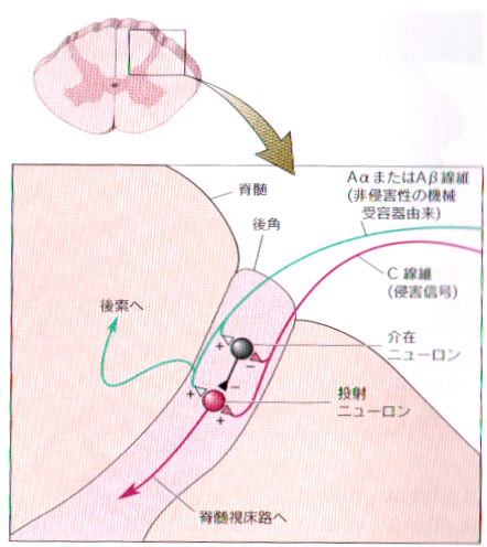 痛み学 Note 50 ゲートコントロール仮説の鎮痛機序と疑問 脳 身体 心 の治療室