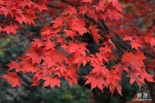 136 八重滝 ～山奥にある八つの滝～_c0211532_1236381.jpg