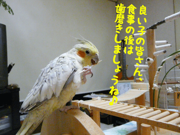 a0056140_172535.gif