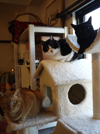ふわふわ三角屋根上猫 空しぇるろった編。_a0143140_2159347.jpg