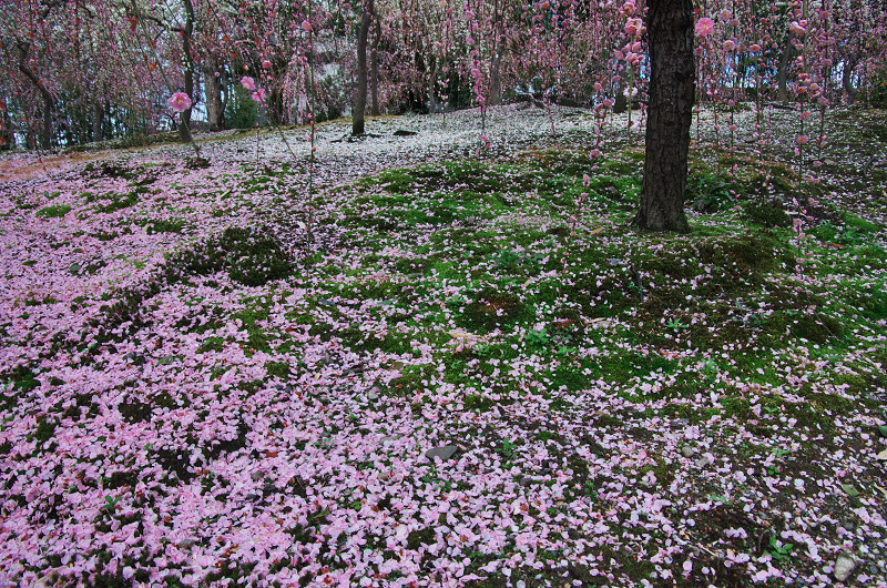 散る梅の美しさ 城南宮 後編 花景色 K W C Photoblog