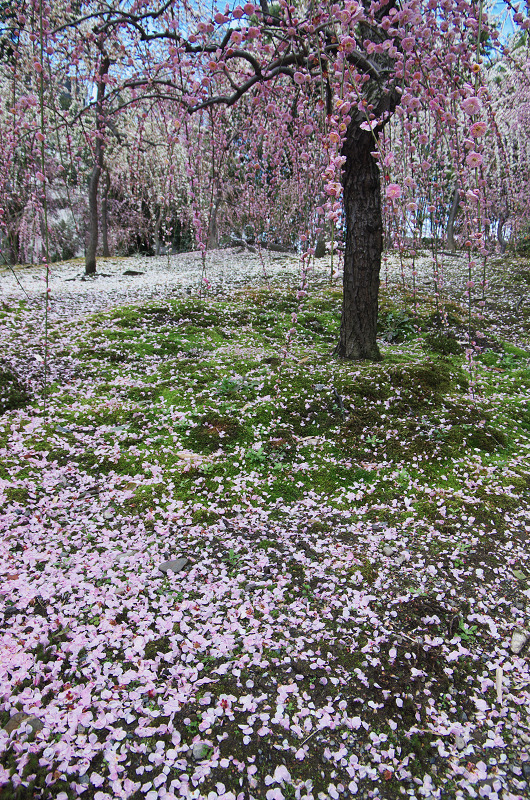 散る梅の美しさ 城南宮 後編 花景色 K W C Photoblog