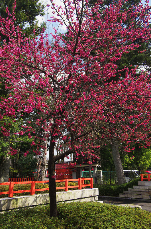 さくら・さくら・うめ・さくら（車折神社）_f0155048_2324930.jpg