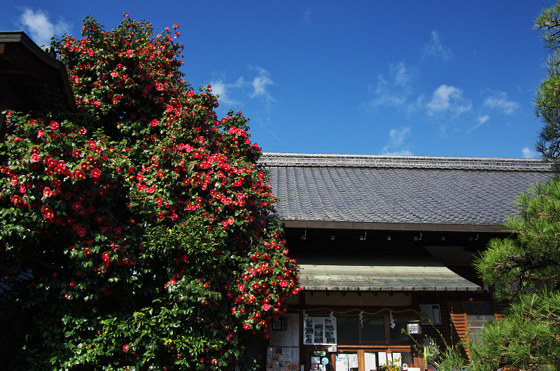 春の日差しとネコと梅（梅宮大社・境内編）_f0155048_23291450.jpg