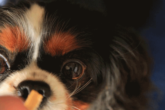 c0145250_21223317.gif
