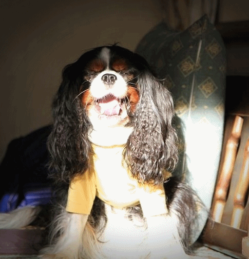 c0145250_9545249.gif