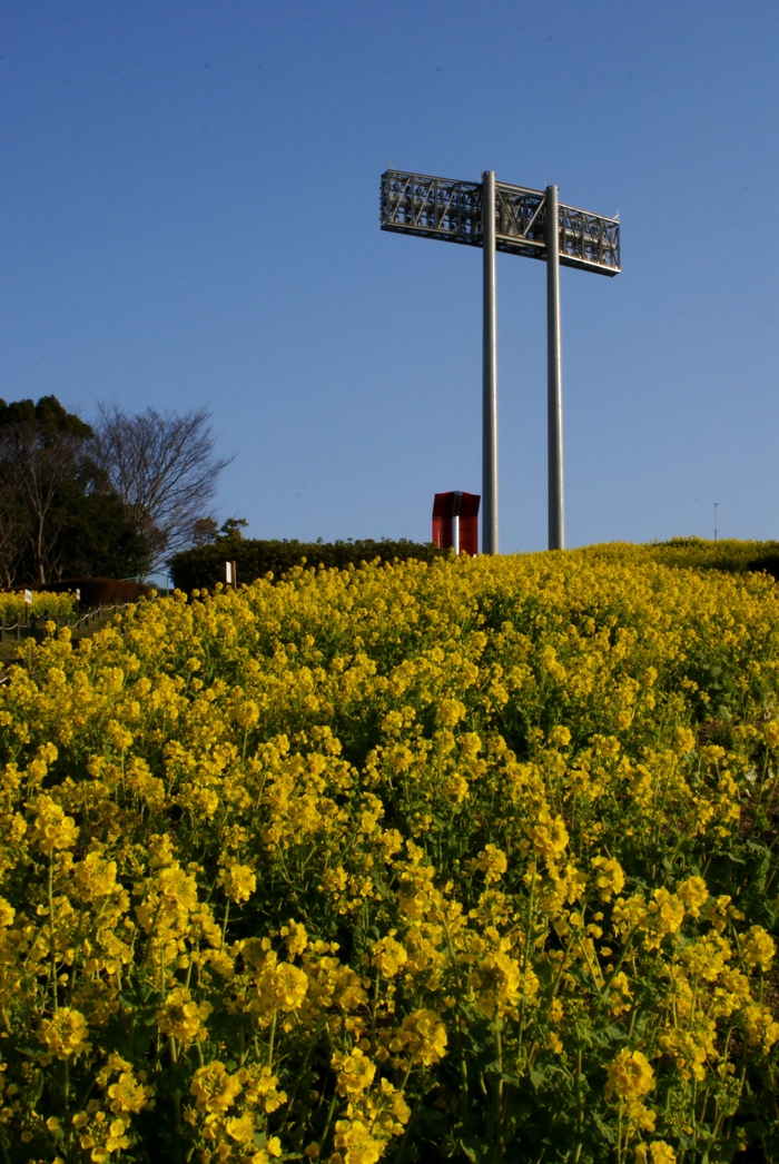 神戸総合運動公園「コスモスの丘」の菜の花が満開！_b0063958_211482.jpg