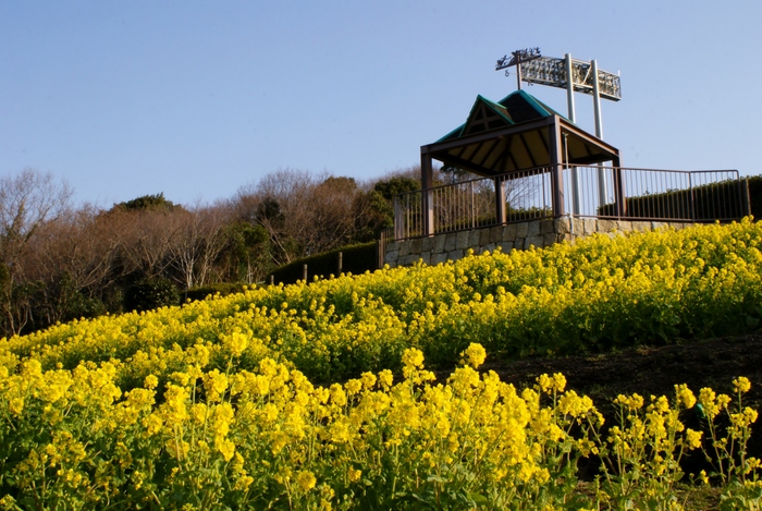 神戸総合運動公園「コスモスの丘」の菜の花が満開！_b0063958_2162012.jpg