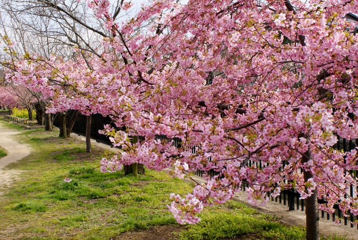 おそらく関西一の河津桜の名所 京都 伏見区の淀水路 たんぶーらんの戯言