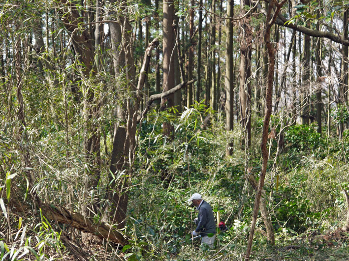 2011年度六国見山森林公園の臨時手入れ終了：3・26_c0014967_20124566.jpg