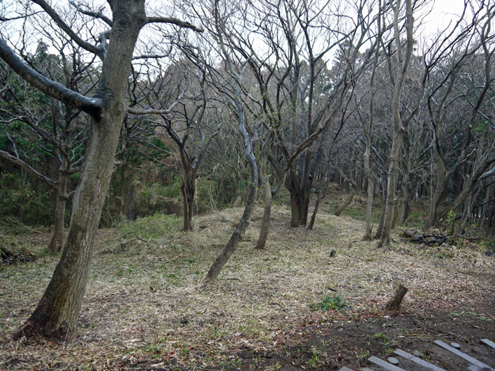 2011年度六国見山森林公園の臨時手入れ終了：3・26_c0014967_209563.jpg