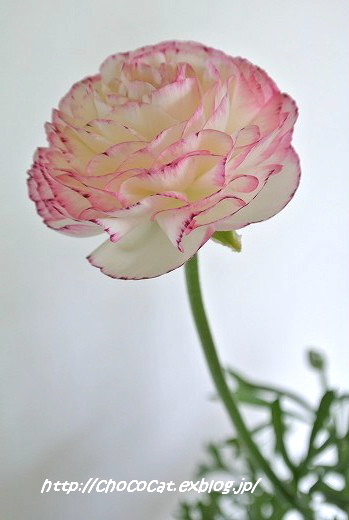  Ranunculus_e0128367_8284488.jpg