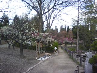 水月公園の梅林2_f0150767_1133396.jpg