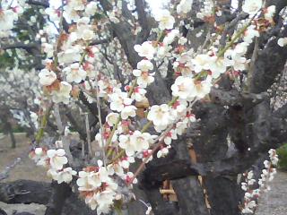 水月公園の梅林2_f0150767_1135028.jpg