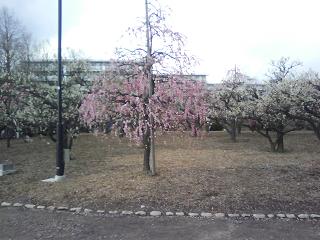 水月公園の梅林2_f0150767_1143557.jpg