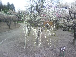 水月公園の梅林2_f0150767_1144669.jpg