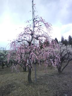 水月公園の梅林2_f0150767_1145655.jpg