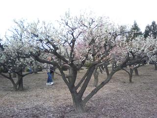 水月公園の梅林2_f0150767_115181.jpg