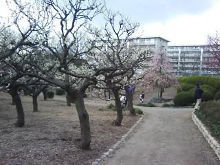 水月公園の梅林2_f0150767_1152838.jpg