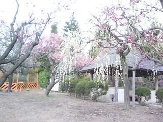 水月公園の梅林2_f0150767_1153465.jpg