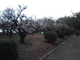 水月公園の梅林2_f0150767_1154537.jpg