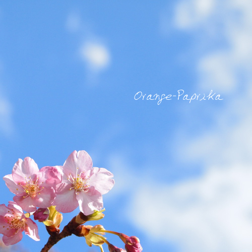 河津桜のピンク色を見ると．．_c0173670_17504819.jpg