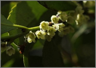  ☆　ヒサカキの花　☆_f0181173_16575948.jpg