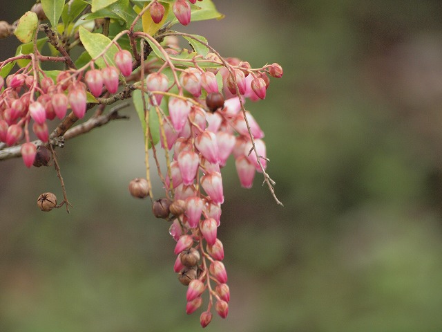 『アケボノアセビの花～♪』_d0054276_20394369.jpg