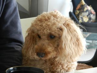 2012年3月26日 で。。。_b0098584_18343631.jpg