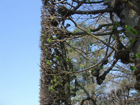 芽吹きの公園から、日曜の朝市へ_a0247585_724528.jpg